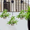 LeafLift™ Hang Plants Safely
