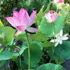 LushLotus™ Cultivate Natural Beauty