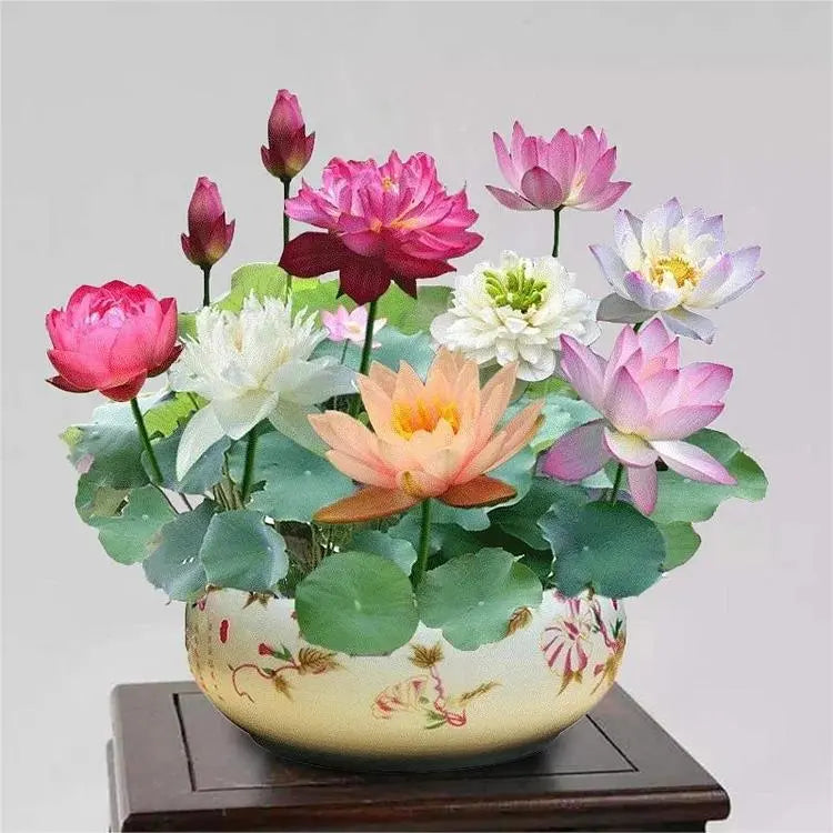 LushLotus™ Cultivate Natural Beauty