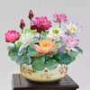 LushLotus™ Cultivate Natural Beauty