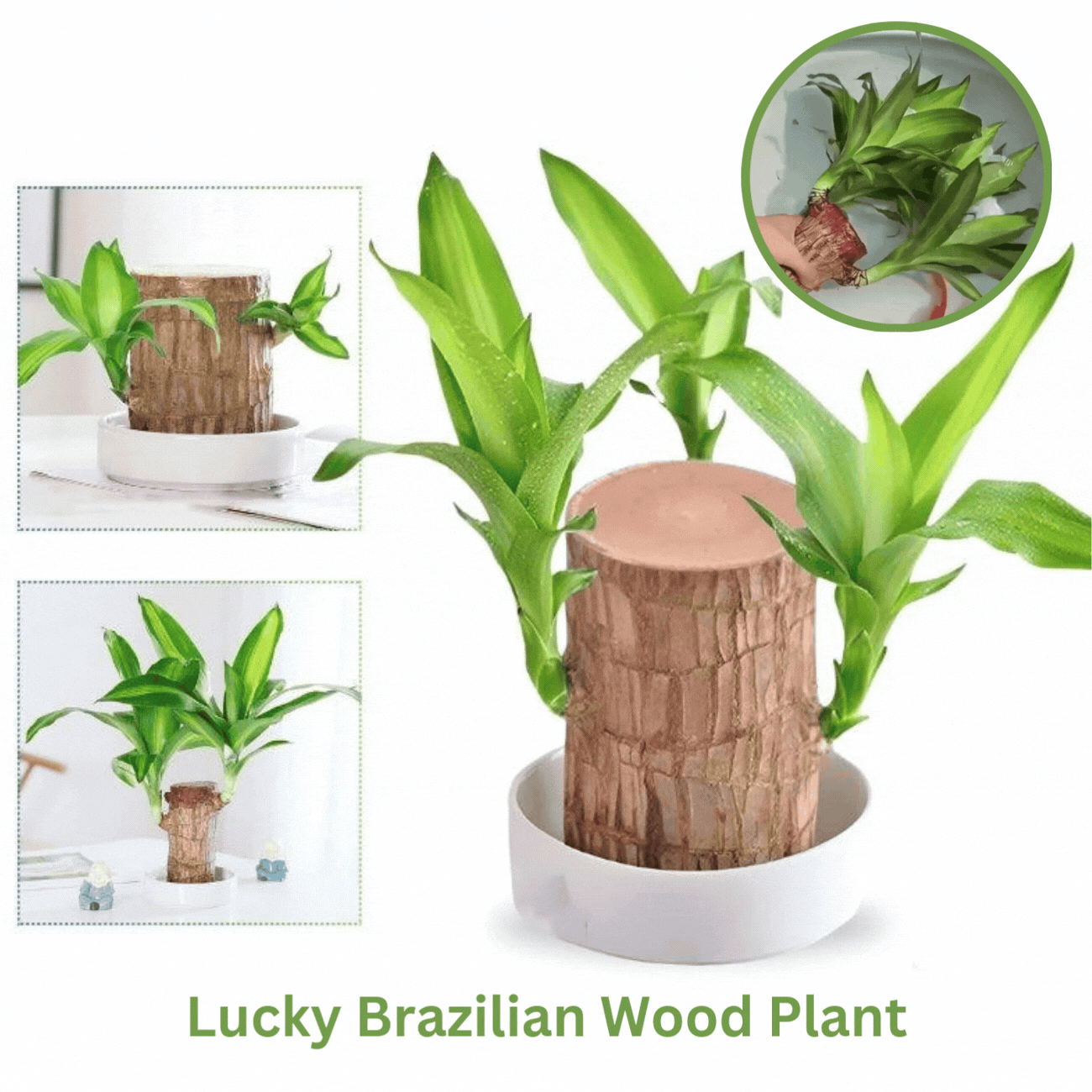 (Only Today 50% Off) Lucky Brazilian Wood Plant