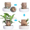 (Only Today 50% Off) Lucky Brazilian Wood Plant
