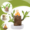 (Only Today 50% Off) Lucky Brazilian Wood Plant